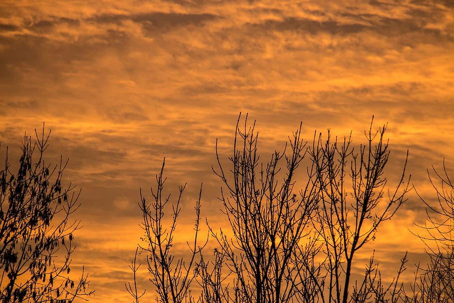 sky, tree, autumn, winter, kahl, sun, flowers, landscape, sunset HD wallpaper