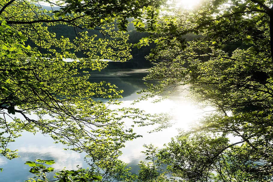 lake, tree, sunrise, plant, beauty in nature, growth, tranquility HD wallpaper