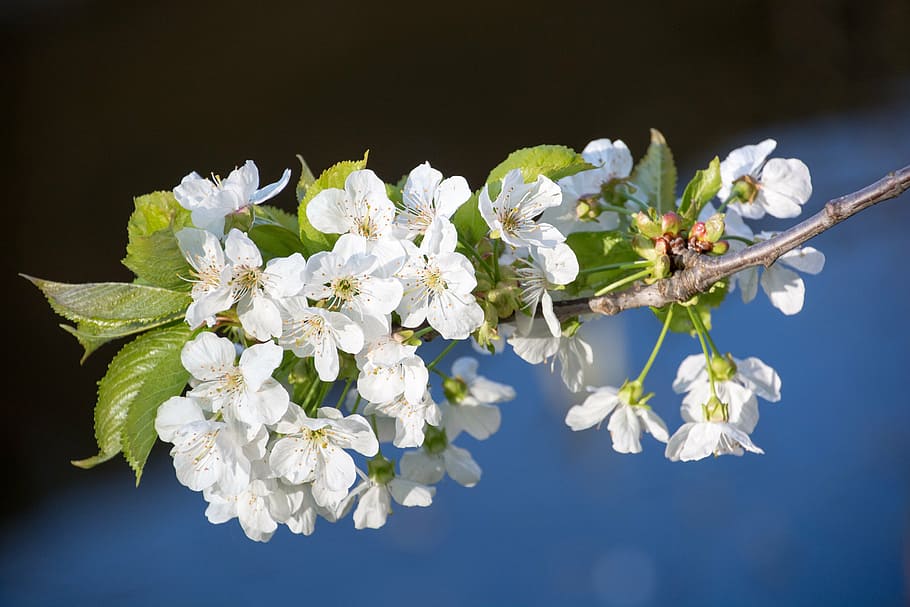 cherry blossom, branch, bloom, spring, fruit tree, white blossom HD wallpaper