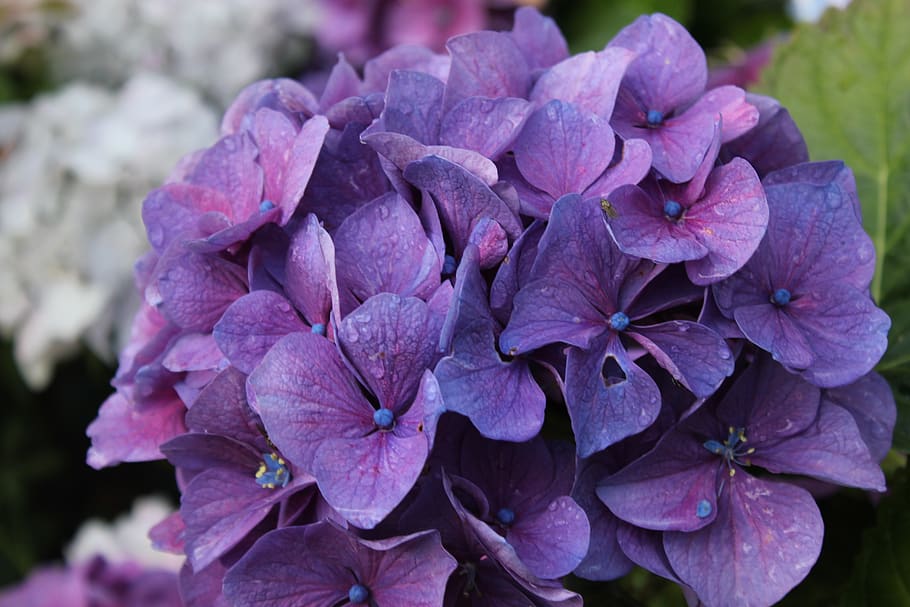 hydrangea, violet, pink, flower, brittany, flowering plant HD wallpaper