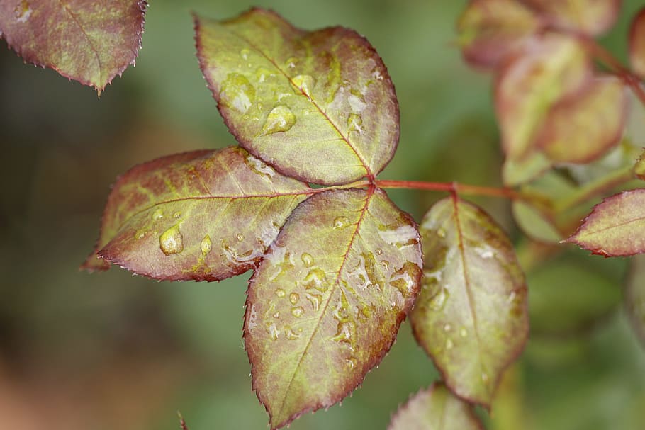 leaf, rose bush, drop, flower, linda, landscape, rain, plant part HD wallpaper