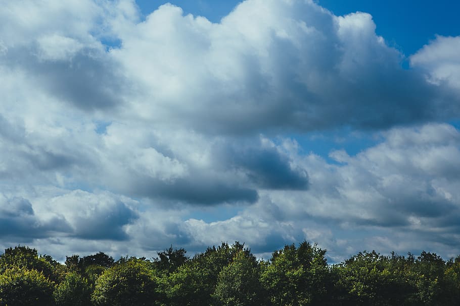 forest, foliage, sky, clouds, weather, grunge, dark, stormy HD wallpaper