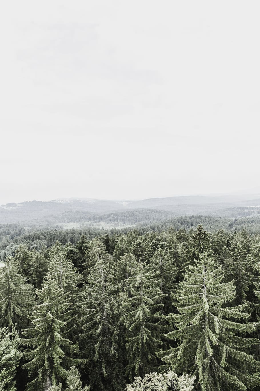 Forest, Hill, Mountains, Landscape, meadow, green, nature, sky HD wallpaper