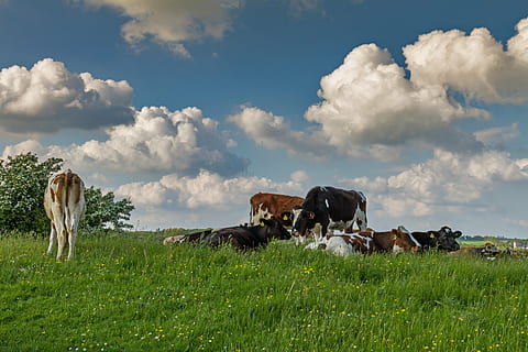 cows on grass, denmark, pasture, meadow, sky, clouds, summer HD wallpaper