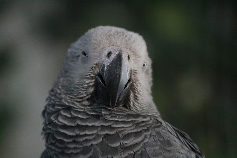 Parrot, Gray, Bird, Exotic, Beak, Animal, feathers, creature HD wallpaper