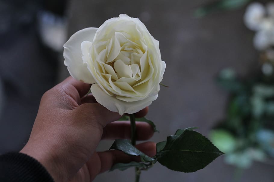 rosa, white, delicate flowers, human hand, flowering plant HD wallpaper