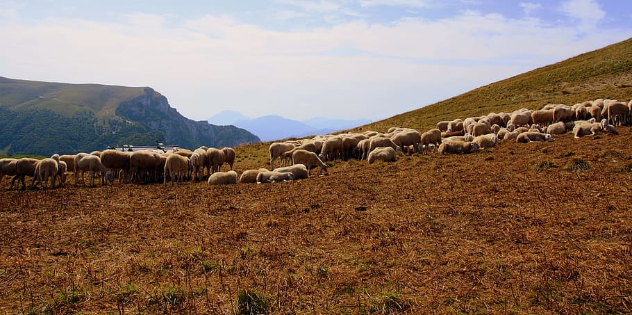 flock, mountain, sheep, prato, animal, grass, animal world HD wallpaper