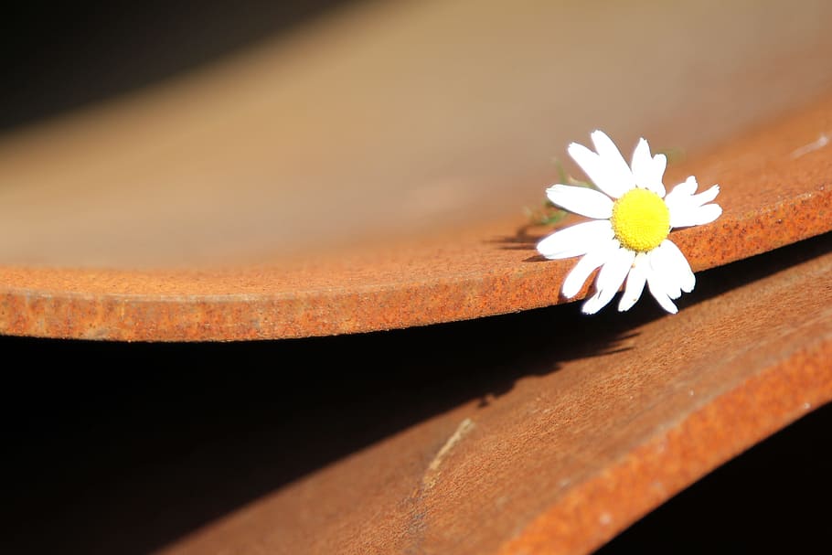 trumpet, daisy, rust, flower, flowering plant, freshness, close-up HD wallpaper