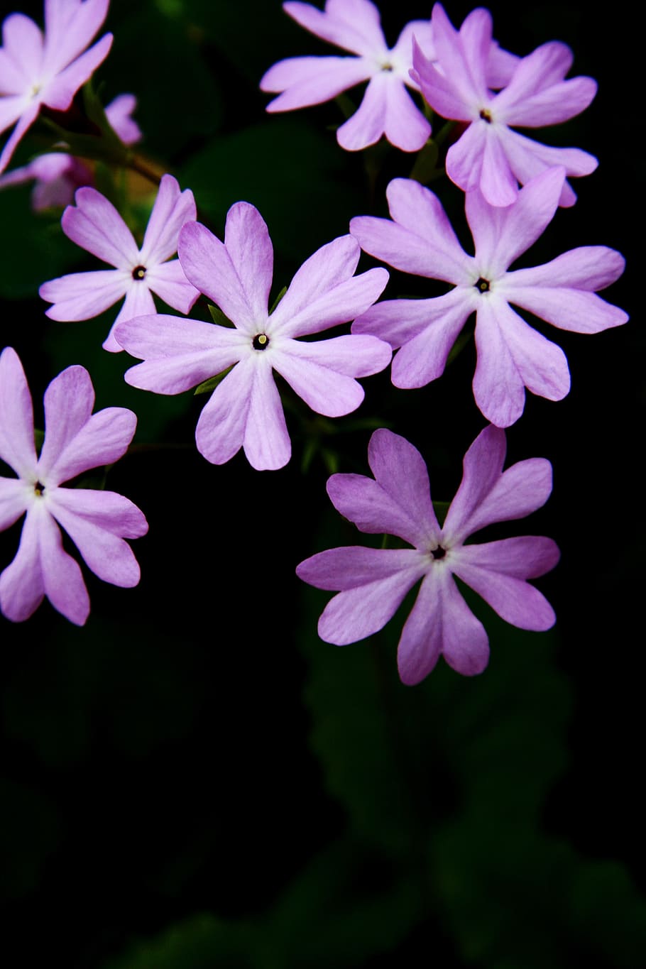 tabitha, nature, plants, flowers, flowering plant, petal, vulnerability HD wallpaper