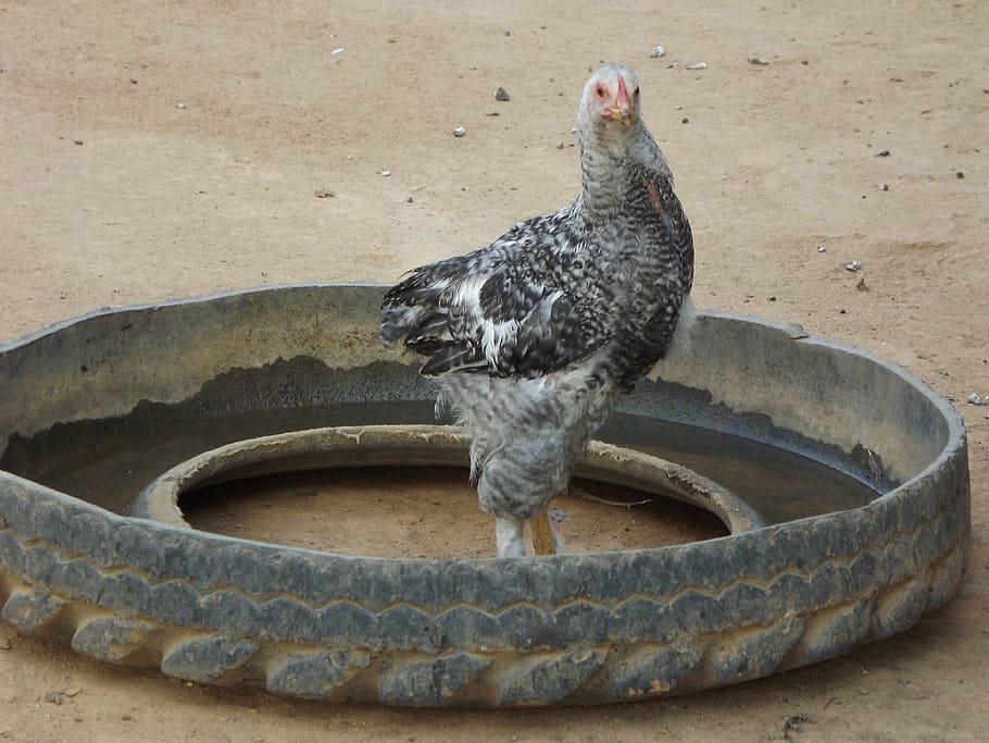 chicken, farm, animal themes, bird, vertebrate, one animal HD wallpaper