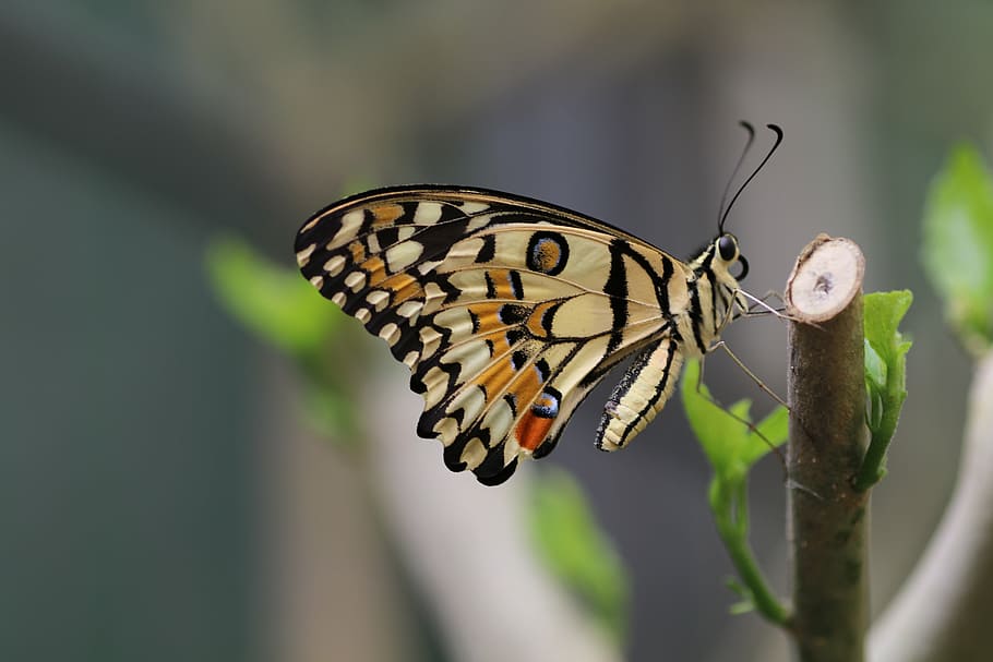 butterfly, spring, new forest, nature, insect, colorful, invertebrate HD wallpaper