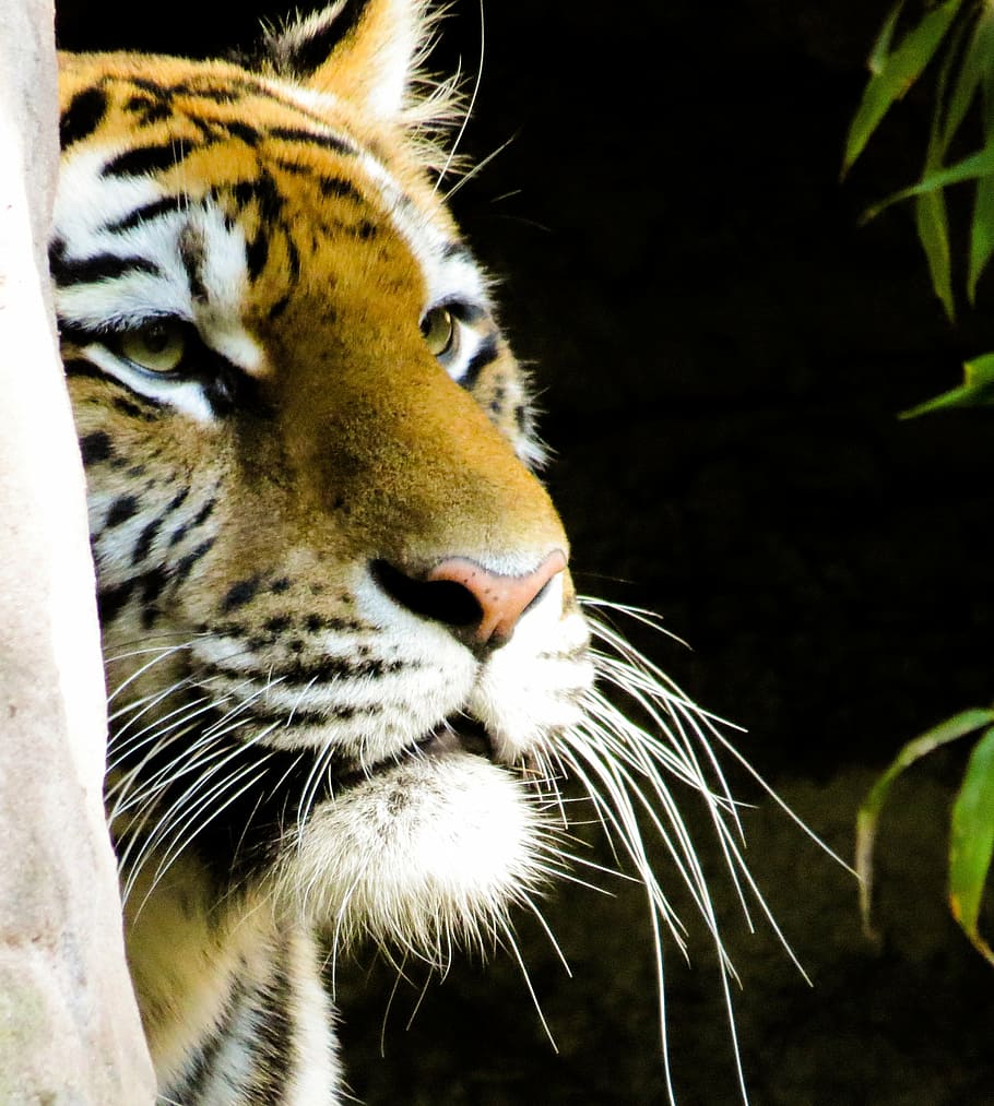 close-up brown and white tiger, nuremberg, stripes, cat, animal HD wallpaper