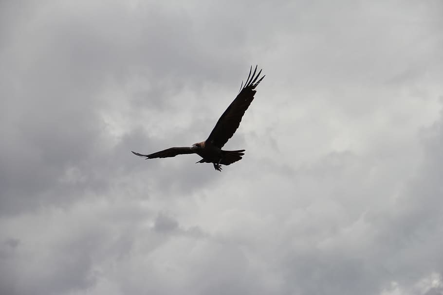 silhouette of flying hawk under cloudy sky during daytime, bald eagle, HD wallpaper