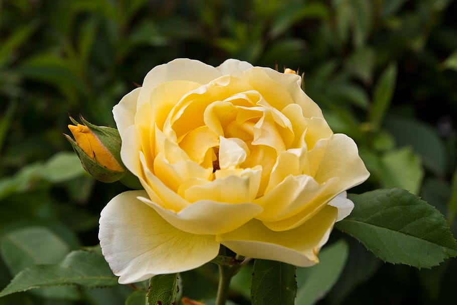 Flower, Yellow, rose, petal, flower head, fragility, nature HD wallpaper