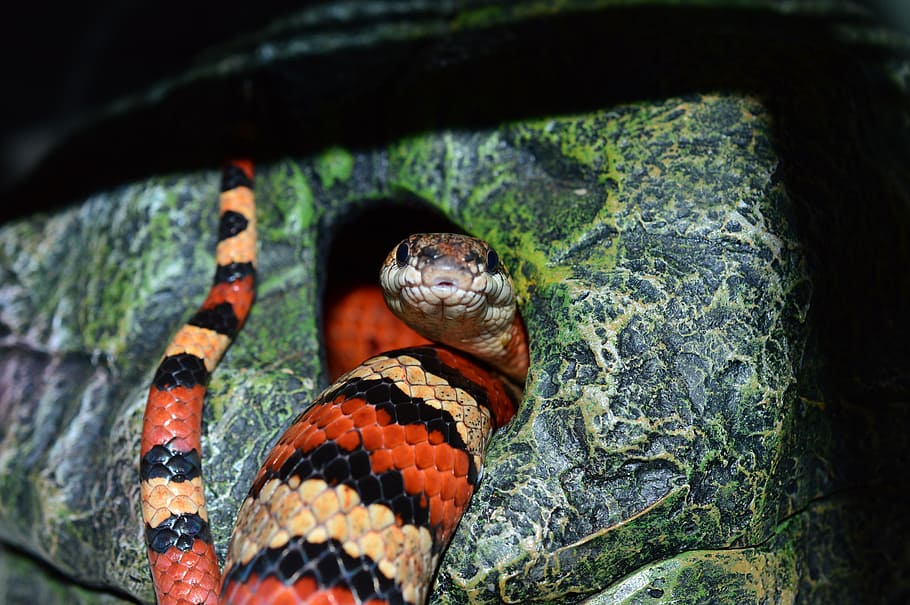 snake, pattern, chain natter, constrictor, hunger, texture HD wallpaper