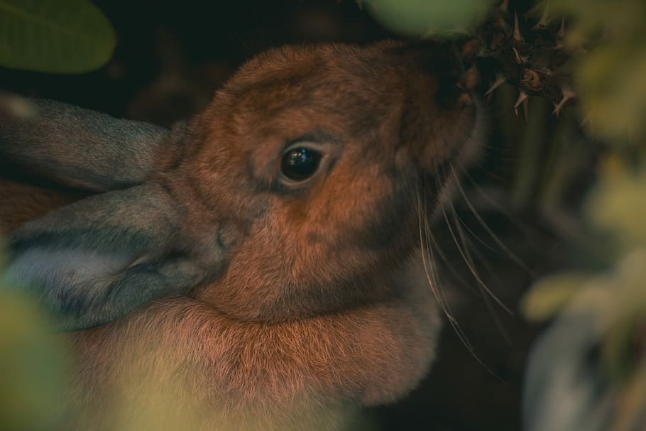 shallow focus photography of brown rabbit, close-up photography of brown and gray rabbit HD wallpaper