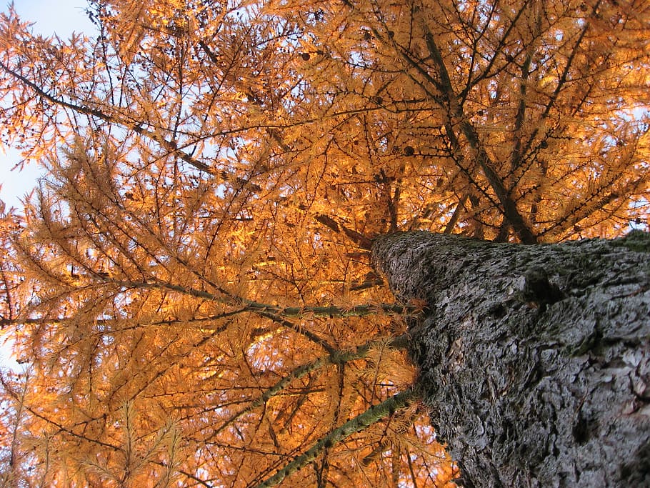 tree, autumn, orange, tribe, nature, golden autumn, plant, change HD wallpaper