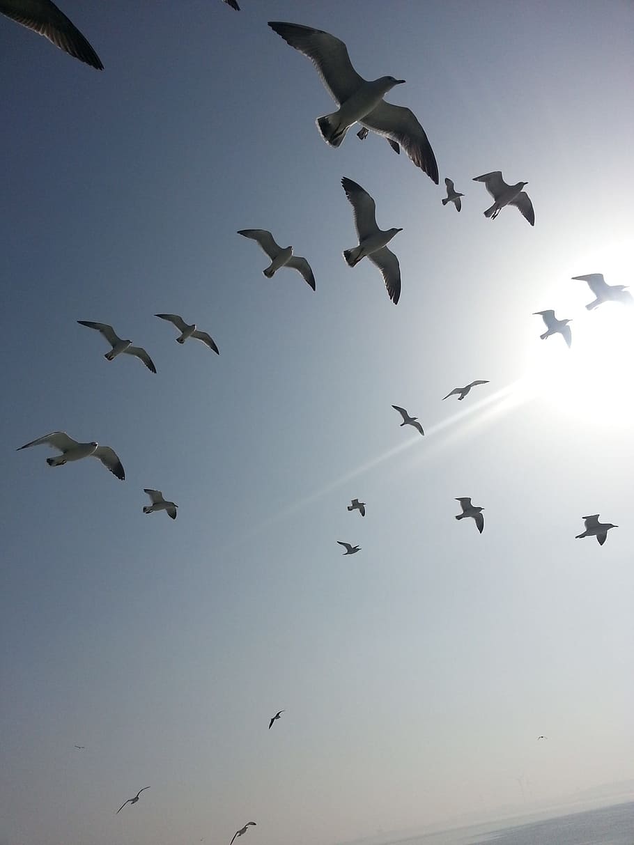 pigeon, sea, sky, animals in the wild, animal themes, flying HD wallpaper