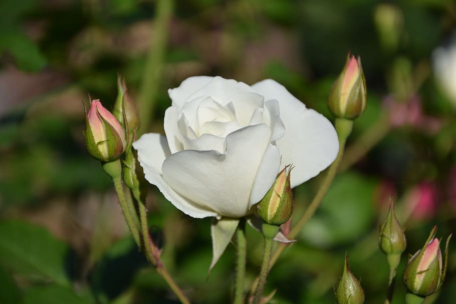 iceberg, white rise, buds, spring, flower, flowering plant HD wallpaper