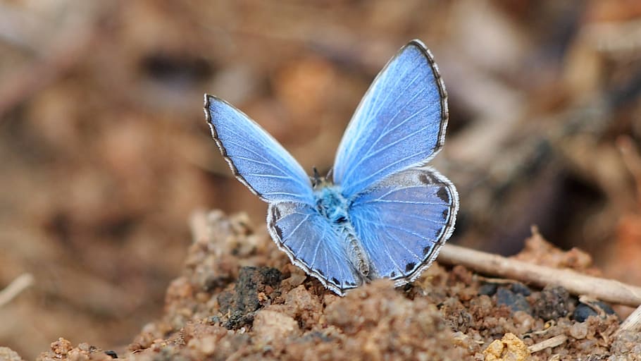 common blue butterfly, blue powder butterfly, insect, natural, HD wallpaper