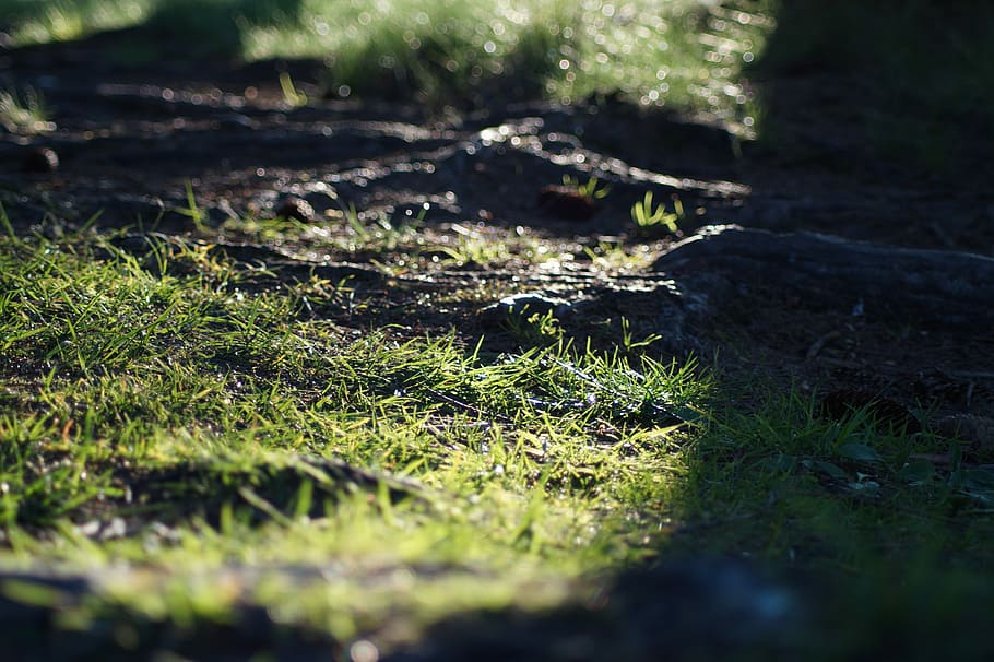 Root, Summer, Sun, Ground, moss, nature, grass, selective focus HD wallpaper