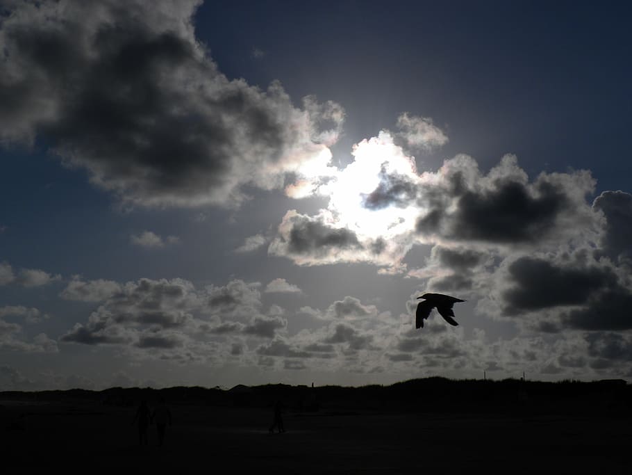 clouds, bird, silhouette, sky, nature, summer, landscape, sunset HD wallpaper