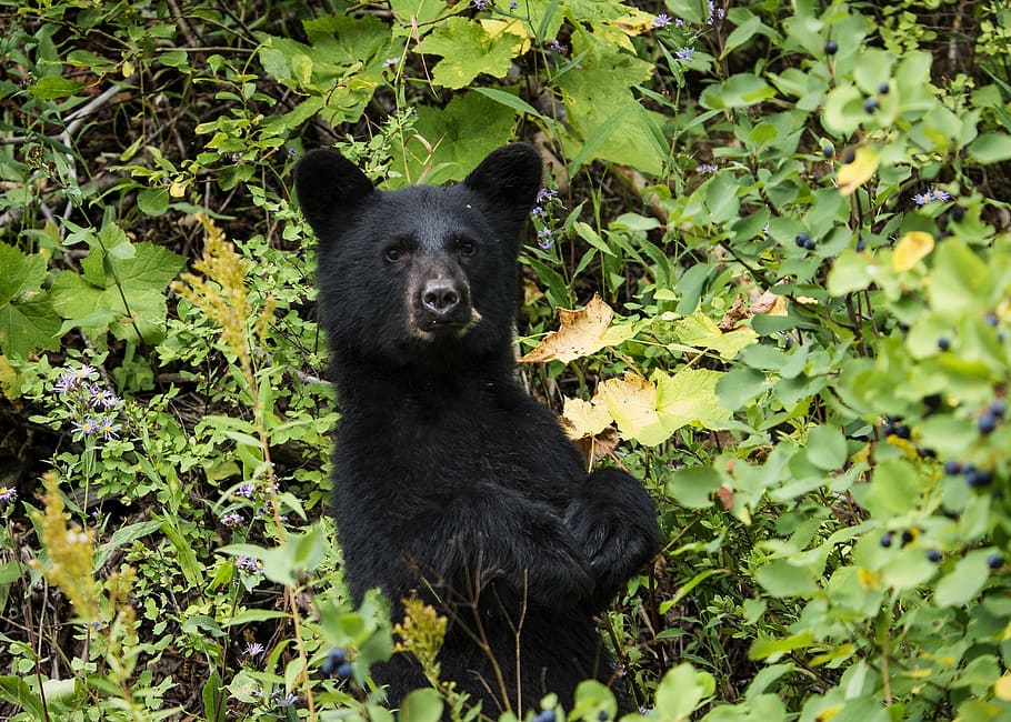 black bear in green leafed plants, cub, looking, wildlife, nature HD wallpaper