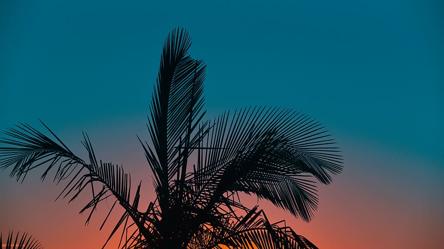 silhouette of palm tree under blue sky, plant, leaf, nature, sunset, HD wallpaper