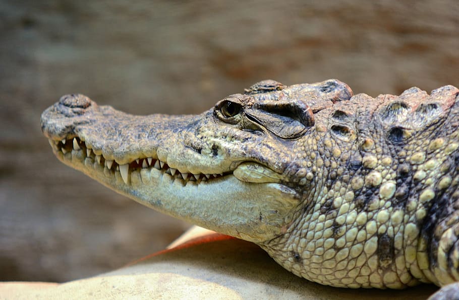 crocodile, head, alligator, mouth, animal, reptile, skin, wildlife