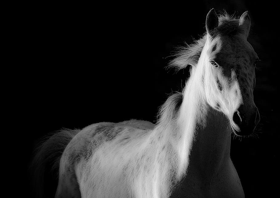 horse galloping at the background, shoe, white horse, equine, HD wallpaper