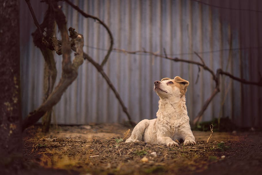 Dog, Mongrel, Pets, Breed, no breed, animal themes, one animal HD wallpaper