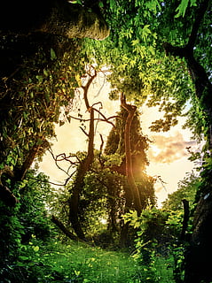 view from green forest, trees, jungle, nature, landscape, greece HD wallpaper