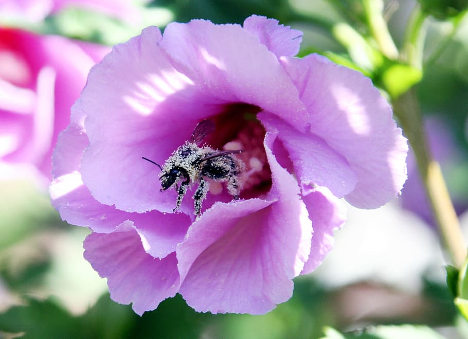 flower, bee, pollen, insects, forage, garden, nature, hibiscus HD wallpaper