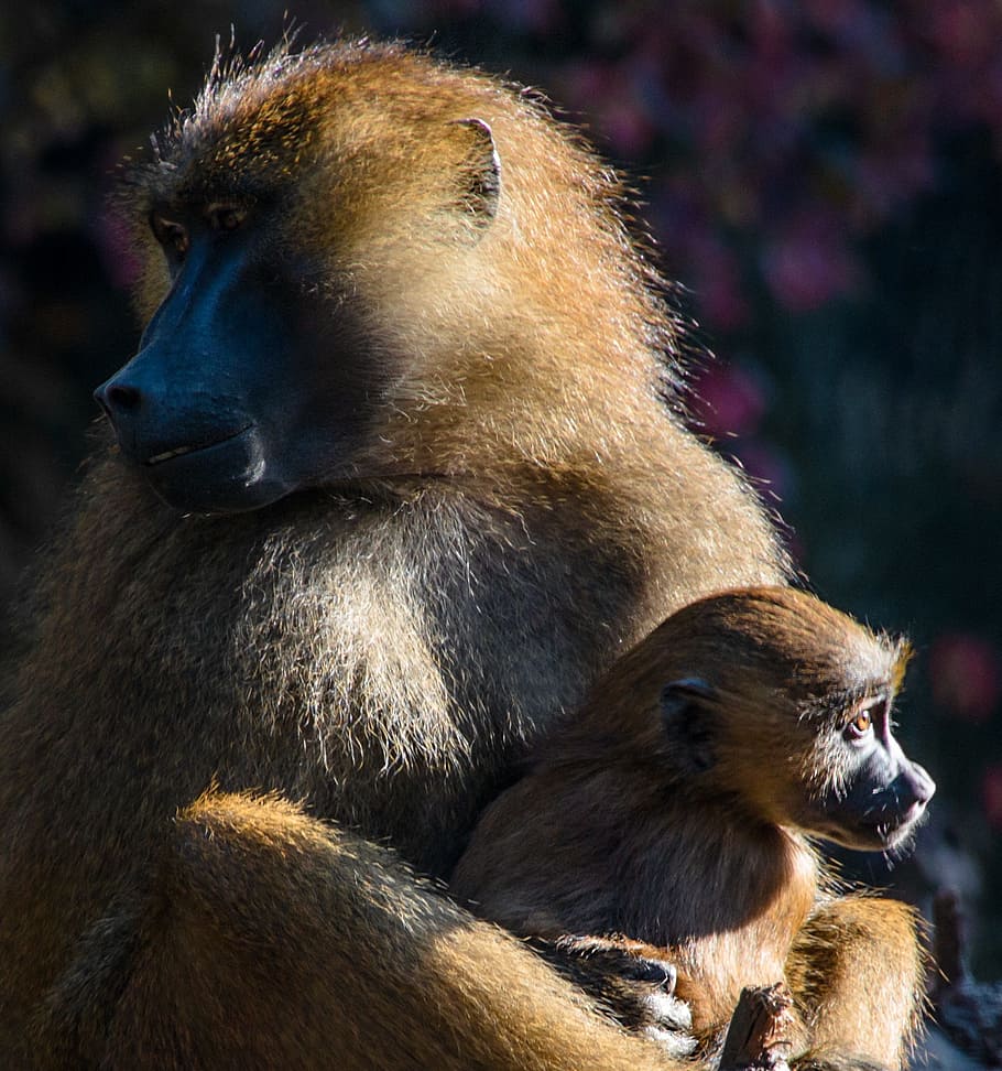 ape, berber monkeys, monkey baby, monkey portrait, sit, mother and child, HD wallpaper