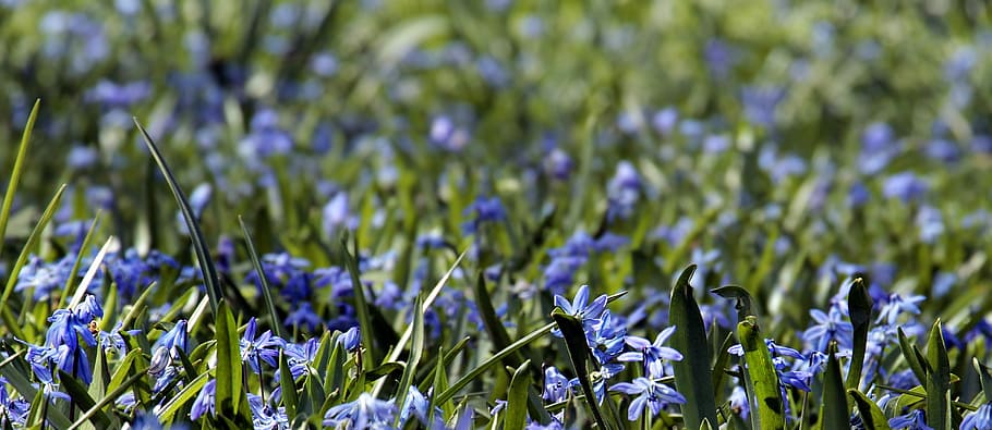 closeup photography of hydrangea, flower meadow, bluebell, grass, HD wallpaper