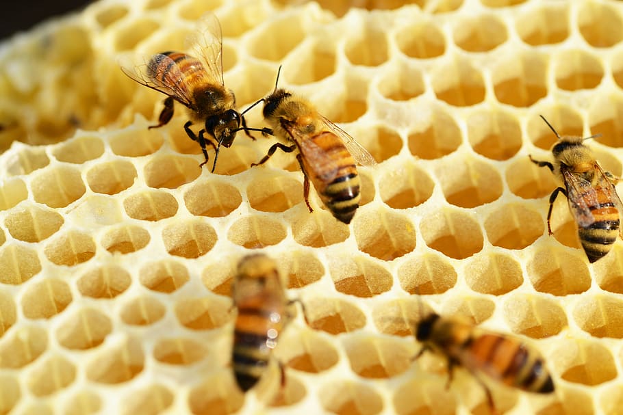 close-up photo of honeybees on honeycomb, building honeycomb