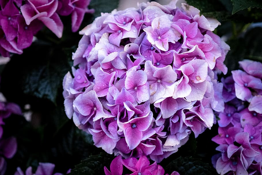 white and purple flower bouquet, spring, bloom, green, summer HD wallpaper