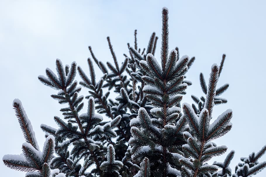 pine tree, snow, winter, cold, covered, ice, frozen, spruce HD wallpaper