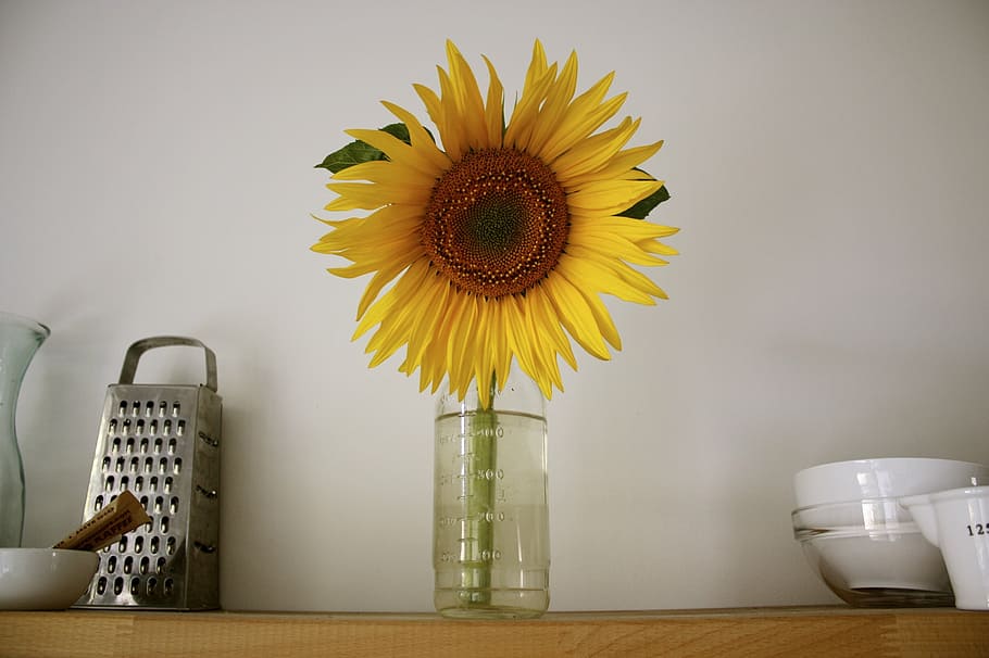 Sun flower отзывы. Подсолнух и солнце. Подсолнухи на стене. Подсолнухи на стене дома. Цветы и солнце.