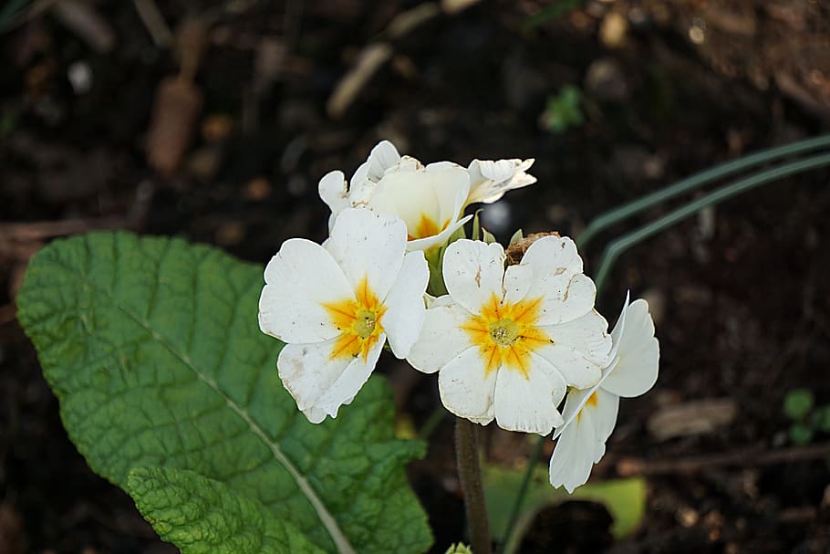 Primrose, Flower, Spring, flowering, garden, plants, petals HD wallpaper