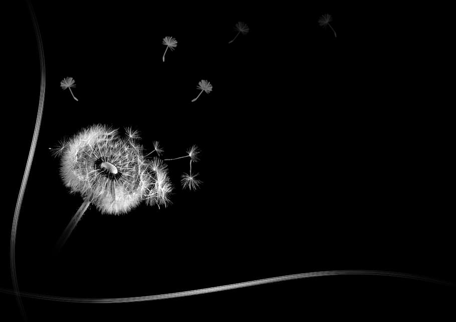 HD wallpaper: white dandelion on black background, frame, sw, transient,  die | Wallpaper Flare