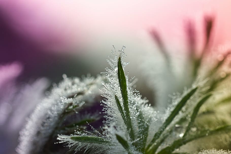 micro photography of green grass with water dew, leaves, pasqueflower HD wallpaper