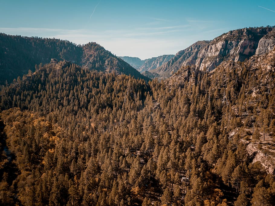 pine trees on mountain under blue sky during daytime, high angle photo of trees on mountain HD wallpaper