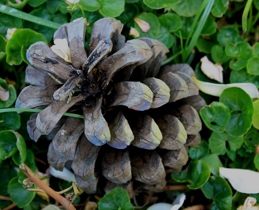pine cone, spiky, round, elongated, hard, seed pod, opened HD wallpaper