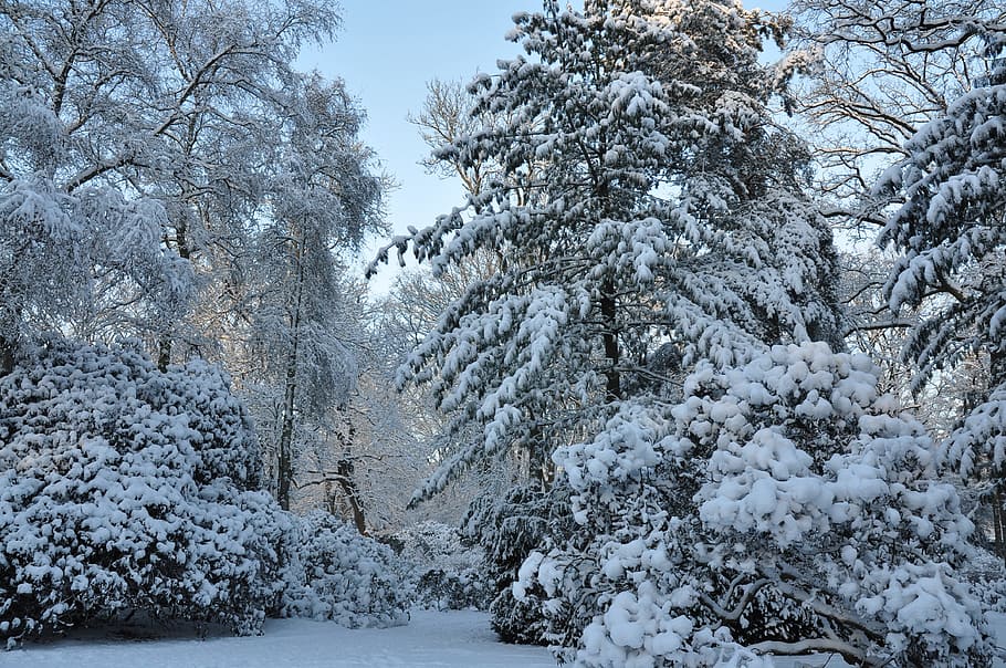winter, landscape, seasons, cold temperature, snow, tree, plant HD wallpaper