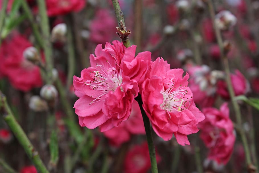 Từ các vườn hoa ở Nhật Bản, những bông hoa anh đào đẹp của sự phong phú của thiên nhiên đã chạm vào trái tim người xem. Cherry blossom đã trở thành biểu tượng của mùa xuân và tình yêu đích thực. Hình ảnh tuyệt đẹp này sẽ khiến cho bạn muốn thực hiện một chuyến đi đến đất nước nơi mặt trời mọc và tận hưởng vẻ đẹp của những bông hoa anh đào đầy mê hoặc.