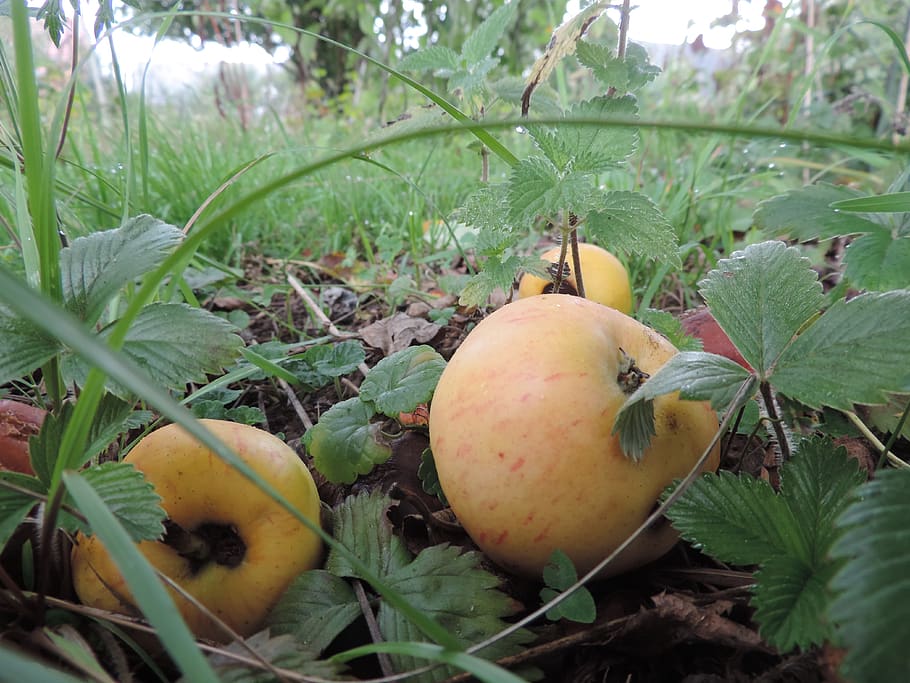 apple, windfall, food and drink, healthy eating, fruit, leaf HD wallpaper