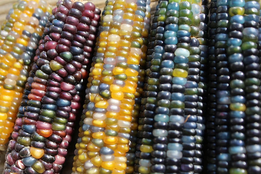 close-up photo of five assorted-color corns, harvest, colors