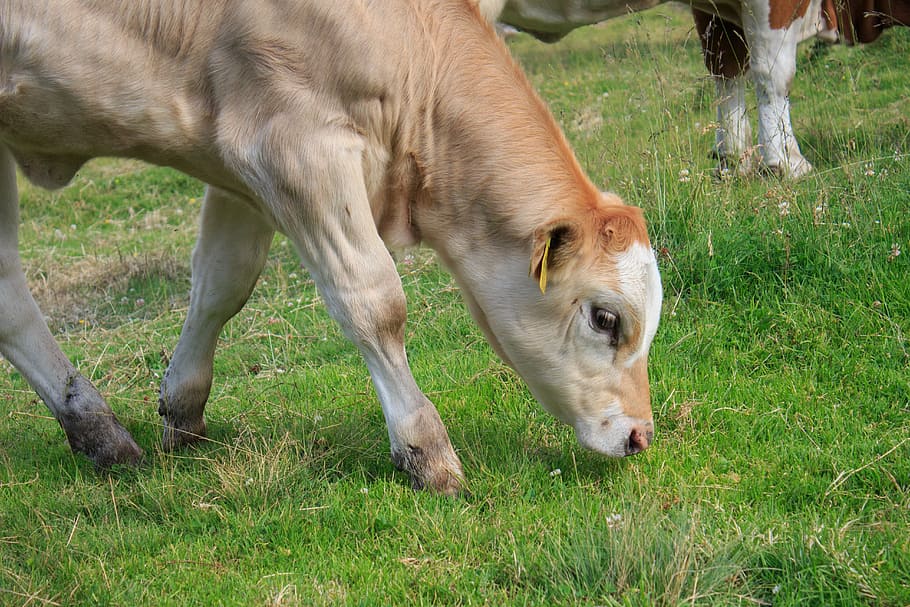 calf, calves, beef, alm, cow, agriculture, cattle, pasture HD wallpaper