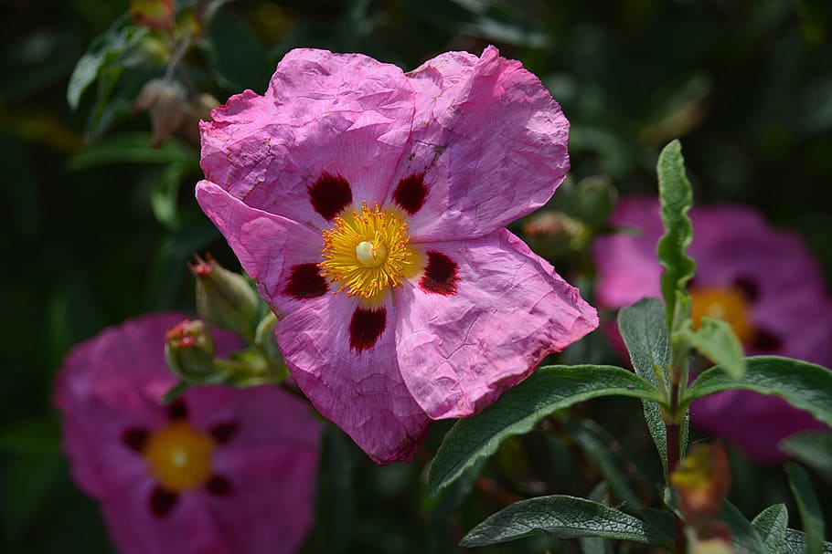 Flower, Eglantine, Thorns, Botany, garden, flowering, vegetation HD wallpaper